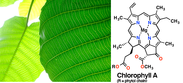 16-chlorophyll