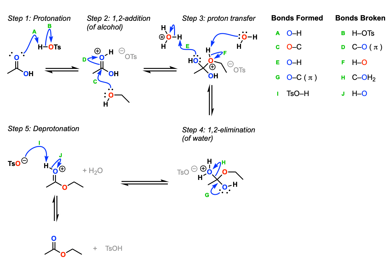 mechanism-for-fischer-esterification-full-arrow-pushing-between-carboxyilc-acid-and-alcohol-giving-ester-reversible-equilibrium
