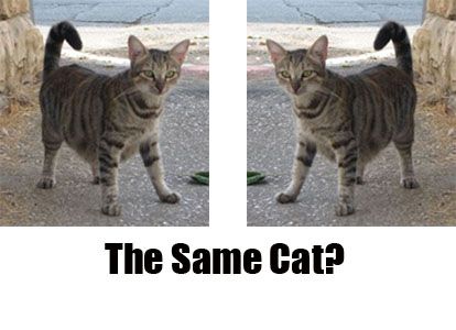 cat-line-diagram-for-two-identical-cats-superimposable-mirror-images