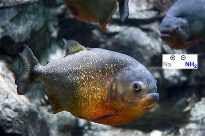 nanh2-is-like-a-hungry-ferocious-piranha