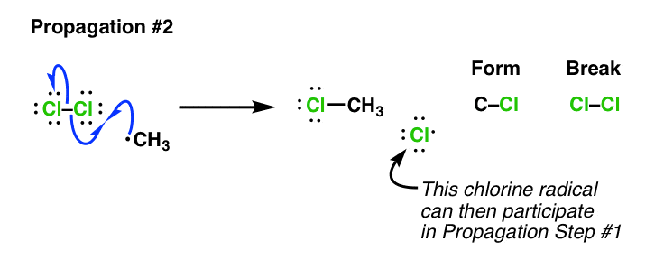 second-propagation-step-of-free-radical-halogenation-is-reaction-of-radical-with-cl2