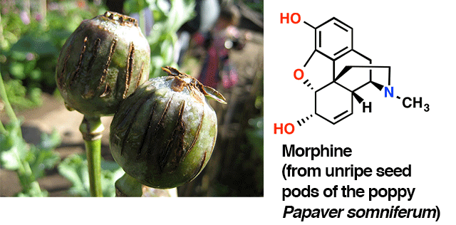 opium picture of morphine molecule