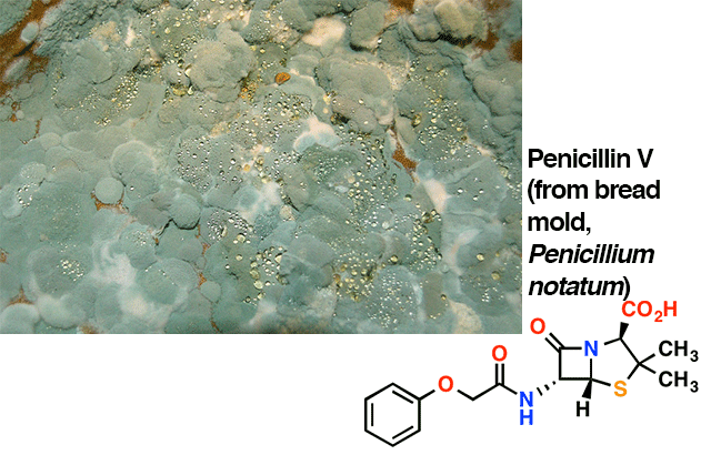 penicillin V structure with picture of mold