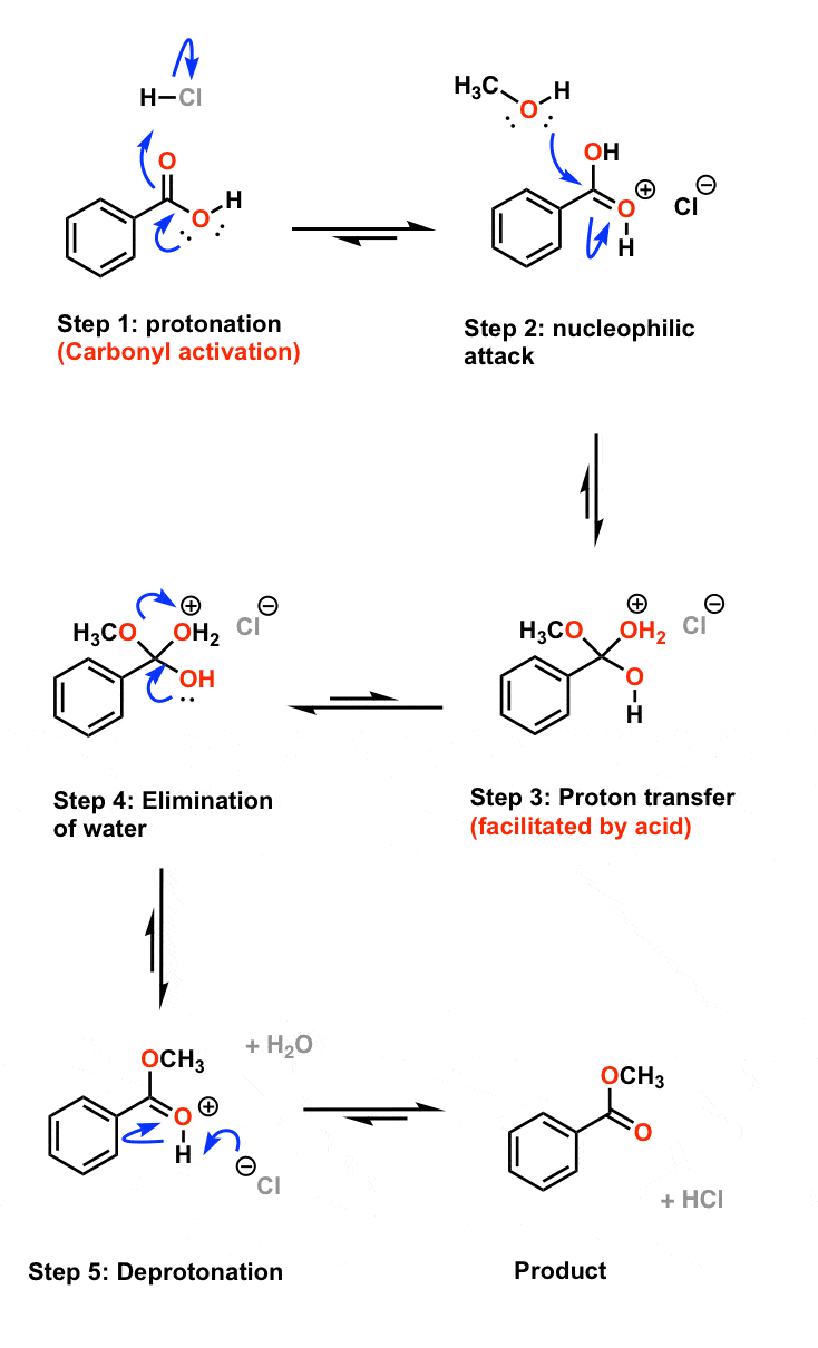 full mechanism of fischer esterification reaction showing how acid increases electrophiliicity