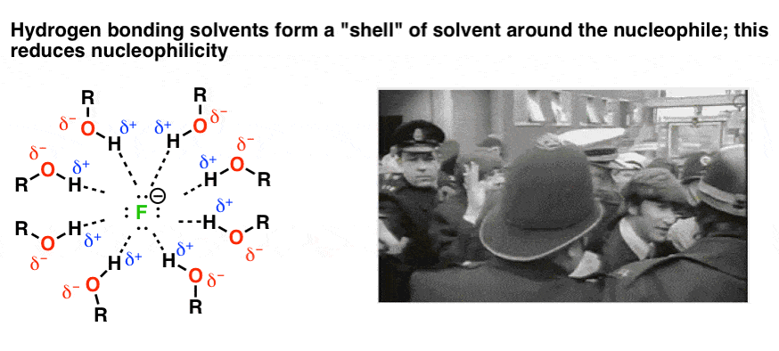 hydrogen bonding solvents form a shell of solvent around the nucleophile that reduces nucleophilicity