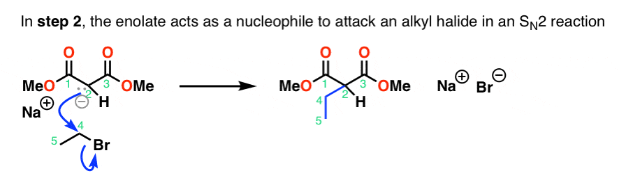 malonic ester synthesis mechanism step 2 sn2 of enolate an alkyl halide