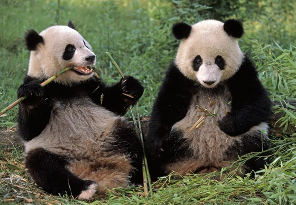 pandas are hard to induce to have sex jjust like ethers are reluctant to react with functional groups