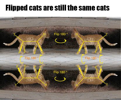 -flipped-cats-are-still-the-same-cats.