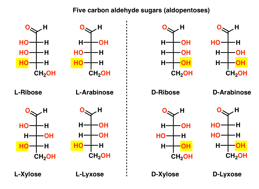 structure-of-aldopentoses-ribose-arabinose-xylose-lyxose