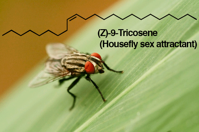 -tricosene housefly sex attractant