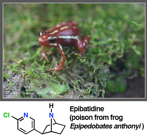 epibatidine from poison dart frog