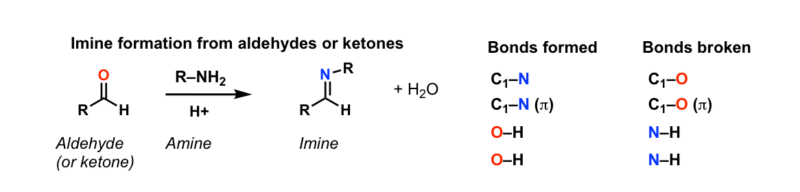 formation-of-imines-from-primary-amines-and-ketones-master-organic