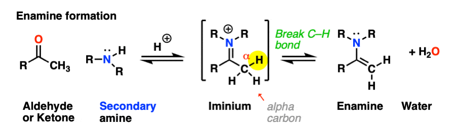 scheme-for-formation-of-enamine-via-iminium-salt-deprotonation-of-c-h