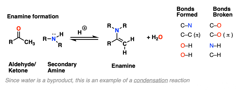 enamine-formation-from-ketone-bonds-formed-and-bonds-broken