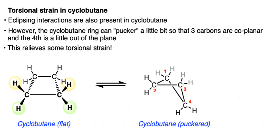 -torsional strain in cyclobutane eclipsing interactions also present but cyclobutane can pucker so that 3 carbons are co planar and 4th is a little out of the plane