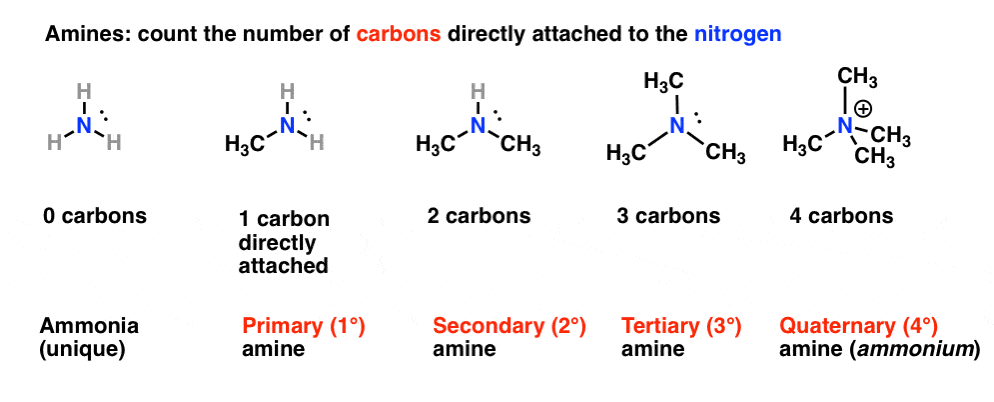 Primary, Secondary, Tertiary, And Quaternary In Organic Chemistry