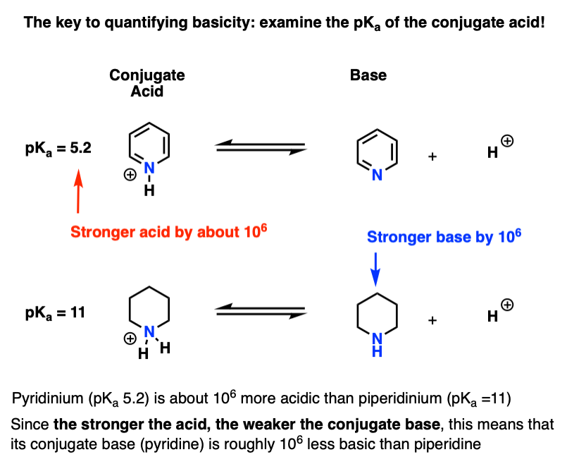 amine basicity is measured by examining pka of the conjugate acid pka of pyridinium is 5 pka of piperidinium is 11
