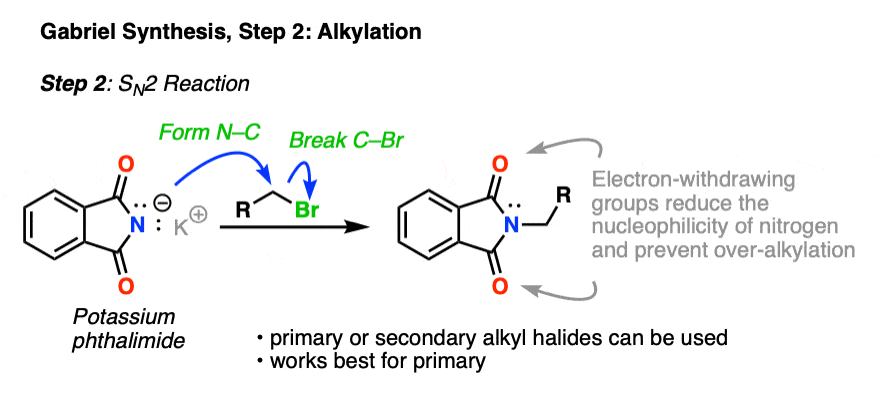 -step 2 of the gabriel synthesis is sn2 reaction of phthalimide with an alkyl halide