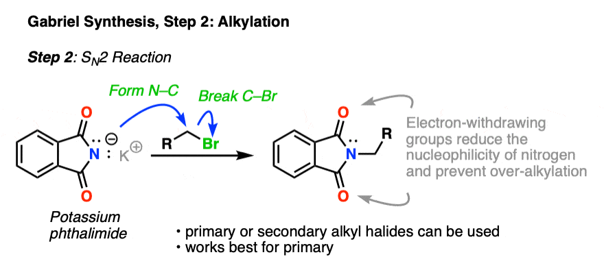 مرحله 2 سنتز گابریل واکنش sn2 فتالیمید با یک آلکیل هالید است.