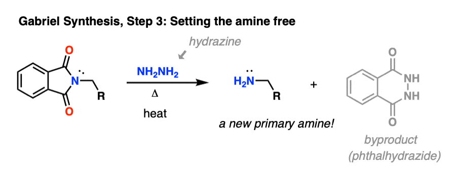 -gabriel synthesis hydrolysis of phthalimide liberation of amine with hydrazine and heat giving primary amine