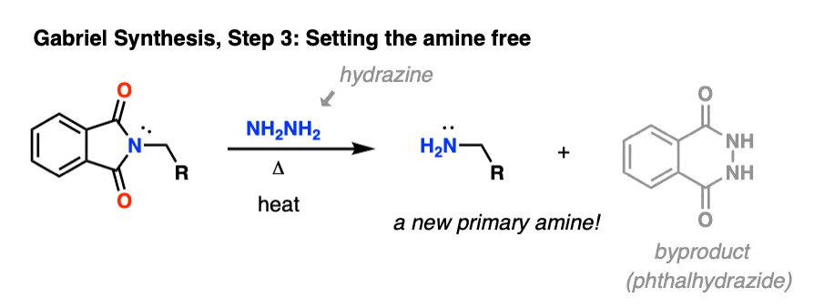 هیدرولیز سنتز گابریل آزادسازی فتالیمید آمین با هیدرازین و گرما دادن آمین اولیه