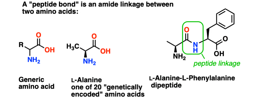-a peptide bond is an amide linkage between two amino acids such as in l ala l phe