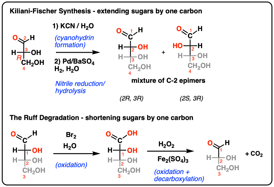 summary of the kiliani fischer synthesis and ruff degradation