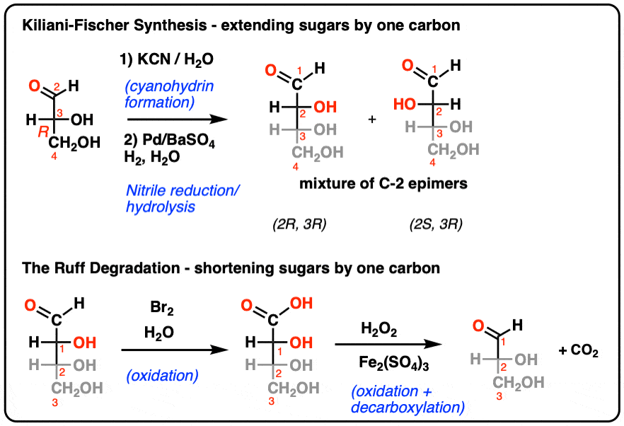 arabinose cyclic structure