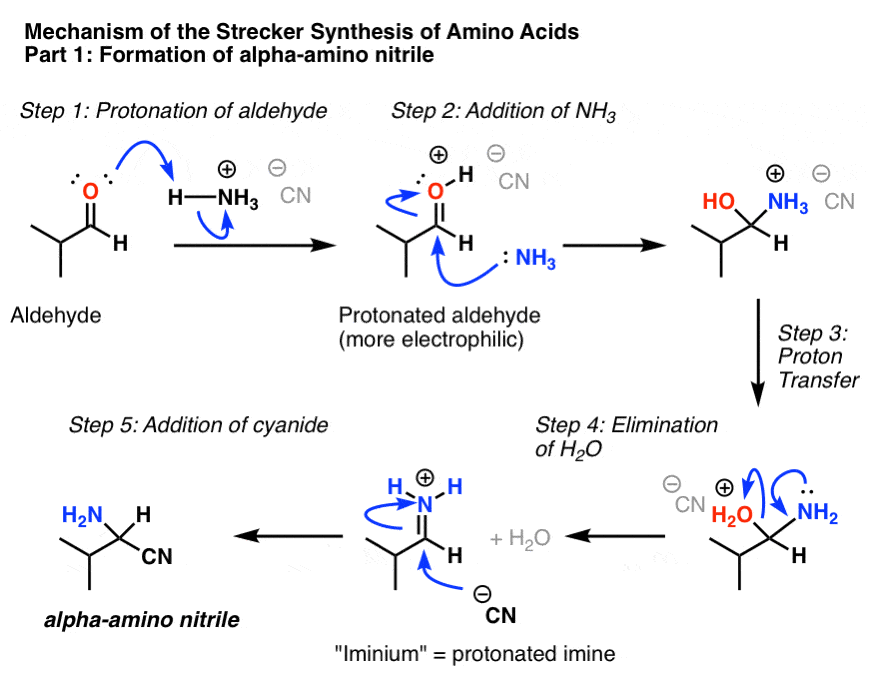 The Strecker Synthesis of Amino Acids Master Organic Chemistry