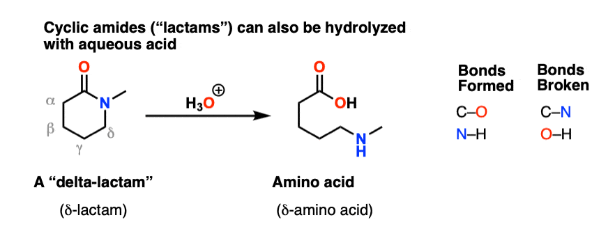 cyclic amide is called a lactam this is an example of a delta lactam six membered lactam