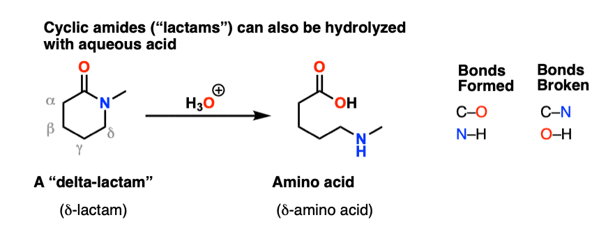 cyclic amide hydrolysis