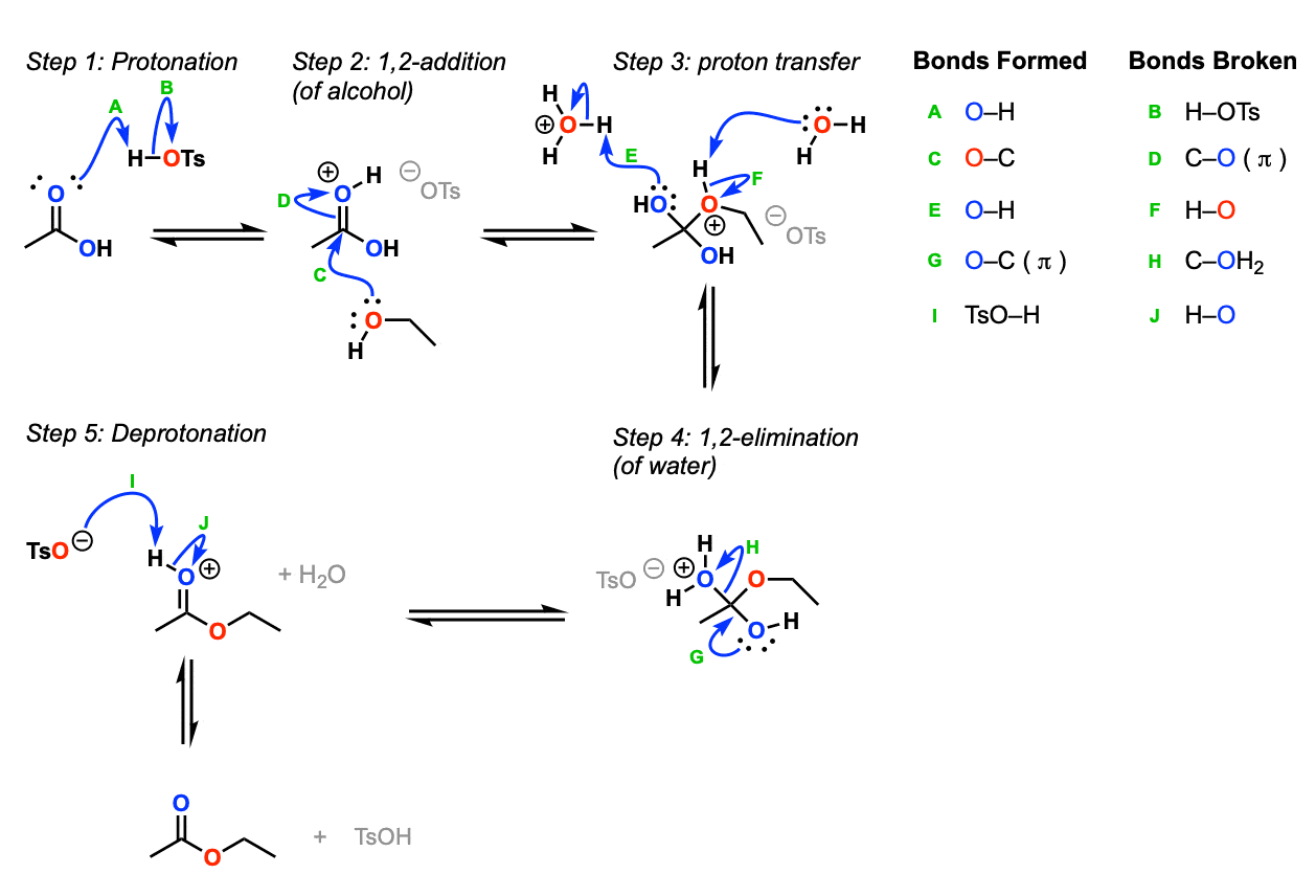 Fischer Esterification Of A Carboxylic Acid And