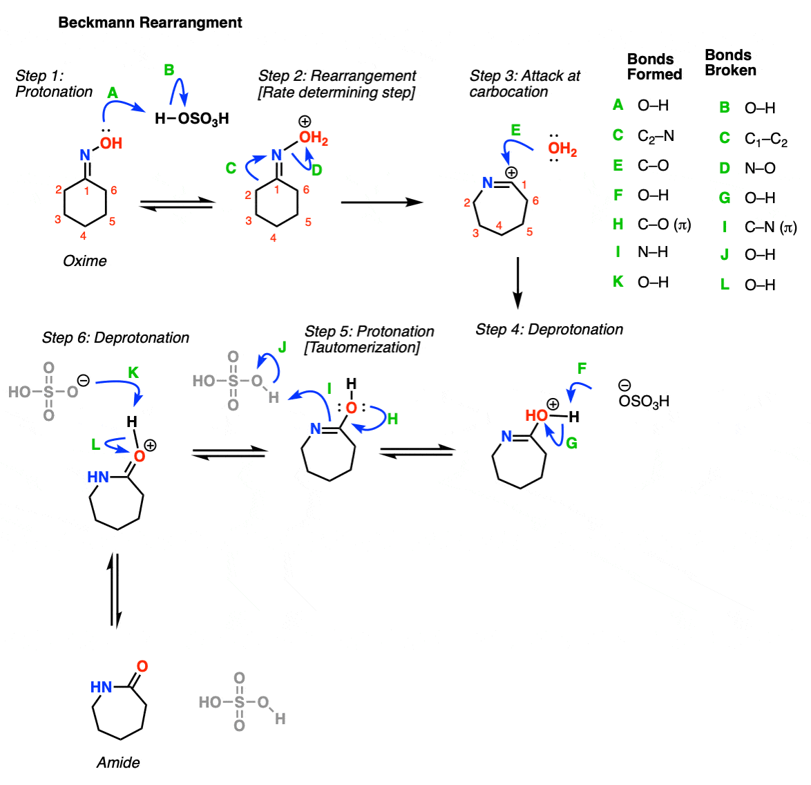 mechanism arrow pushing for beckmann rearrangement protonation of oxime 1 2 shift attack of water and tautomerization to give the amide