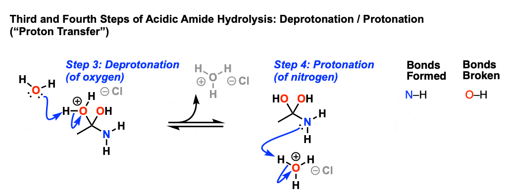 cyclic amide hydrolysis