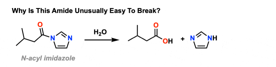 cyclic amide hydrolysis