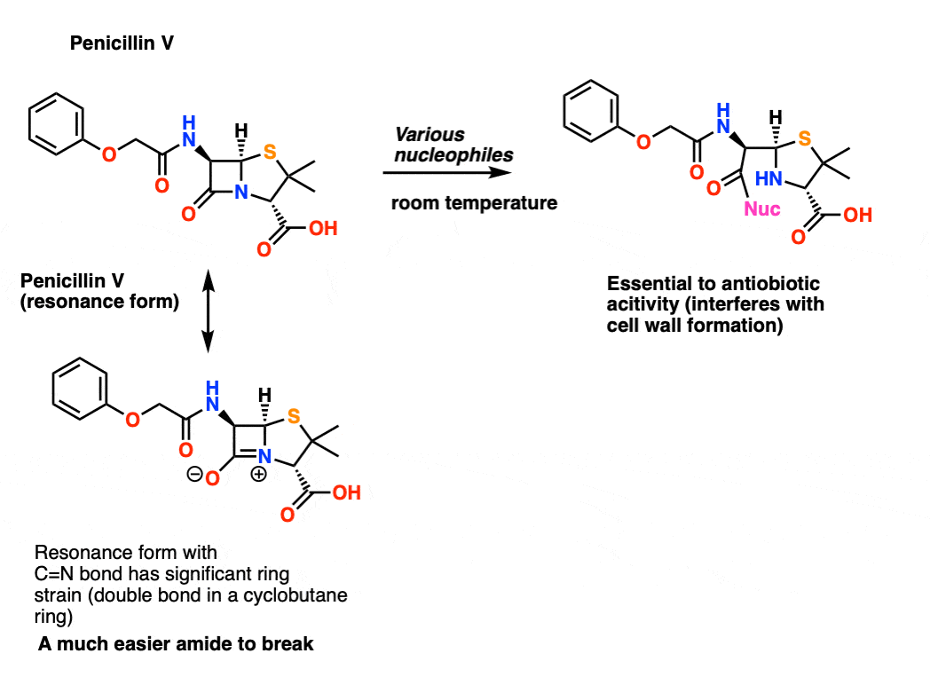 cyclic amide hydrolysis