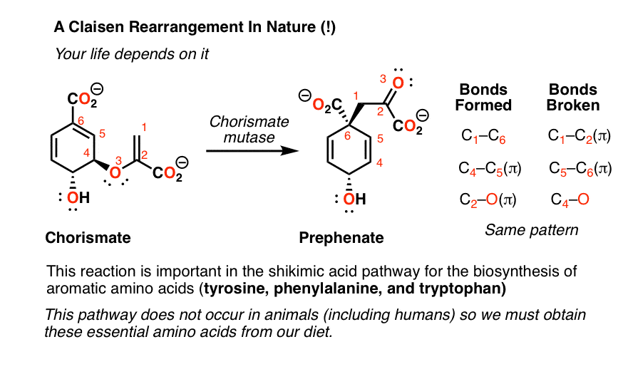chorismate-claisen-rearrangement-shikimate-pathway-giving-prephenate