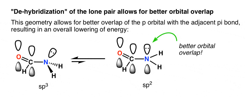 sp2-hybridization-of-nitrogens-in-amides-allows-for-better-orbital-overlap