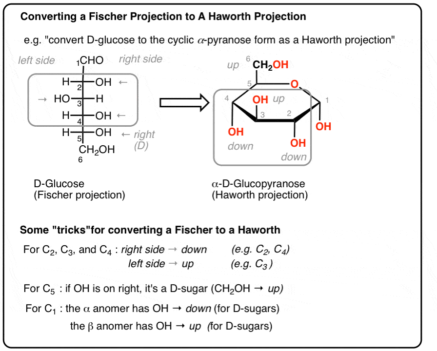 how-to-convert-a-fischer-projection-to-a-haworth-projection