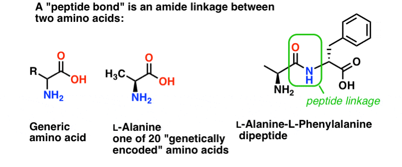 een peptidebinding is een amidebinding tussen twee aminozuren, zoals in l ala l phe