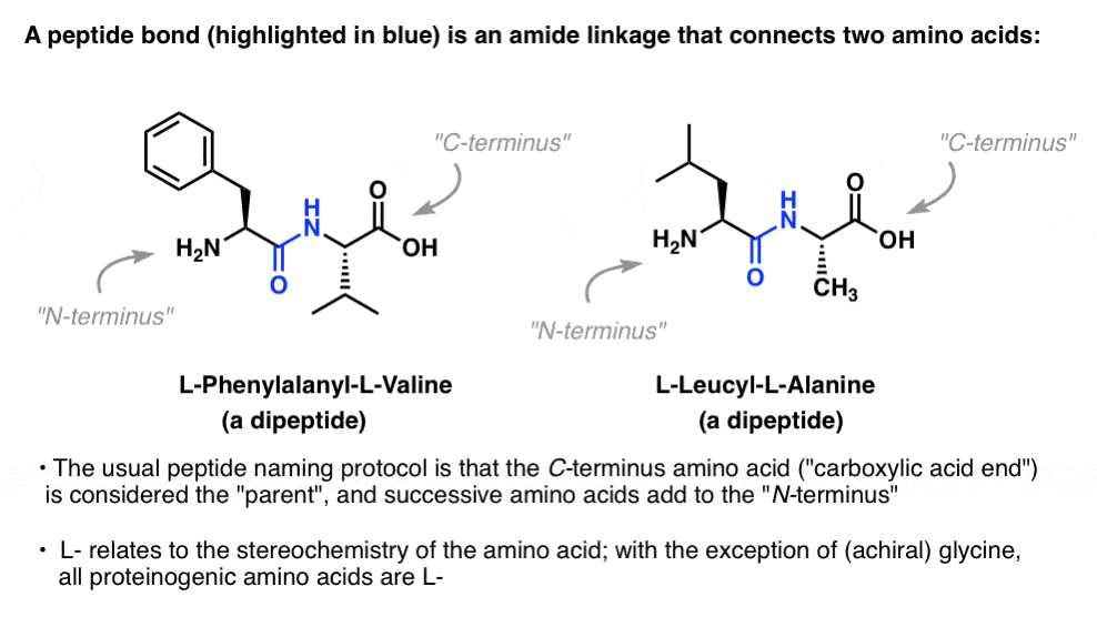 a peptide bond is an amide linkage that connects two amino acids