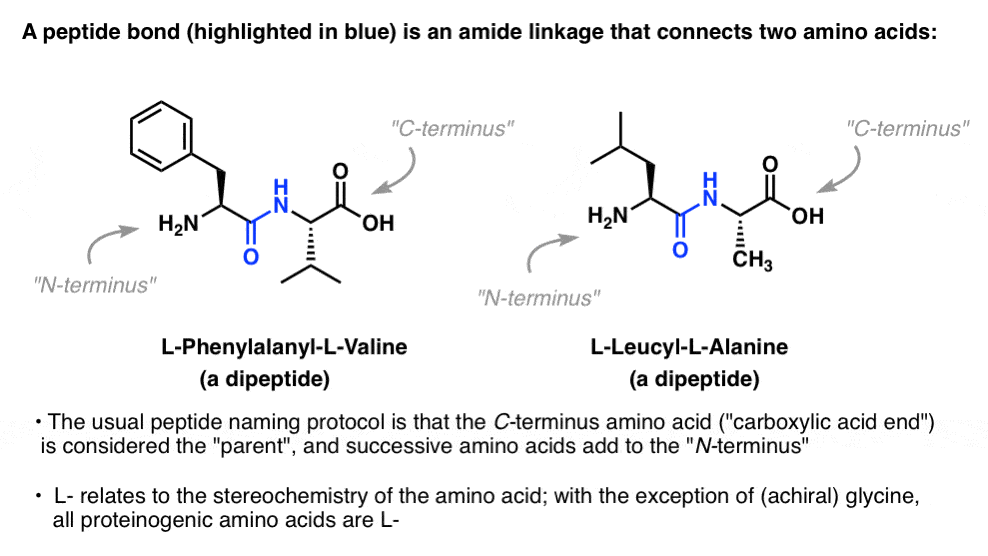 dipeptide molecule sketch