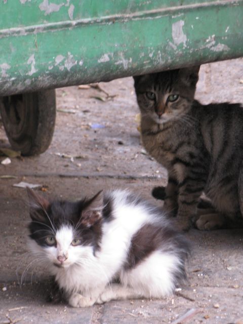 cats-hiding-under-dumpster