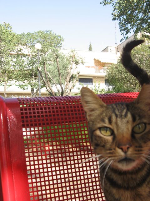 jerusalem-dumpster-cat.