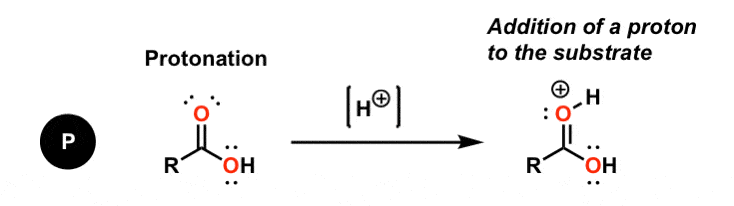 protonation in padped mechanisms protonation of carbonyl