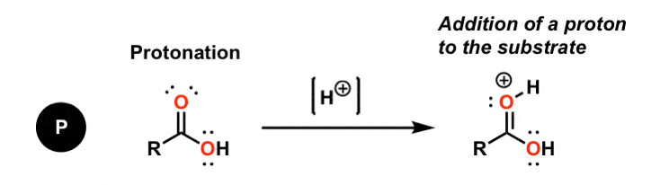 Carbonyl Chemistry: Learn Six Mechanisms For the Price Of One – Master ...