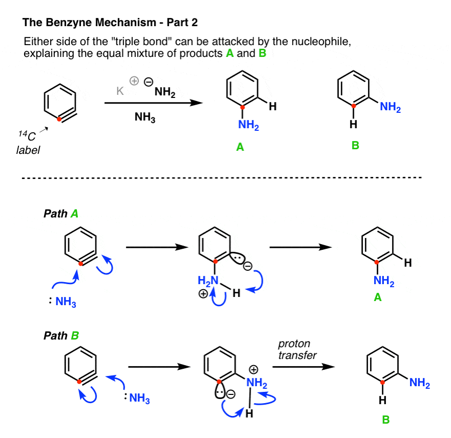 benzyne mechanism part 2 either side of triple bond can be attacked by nucleophile explaining equal mixture of two products