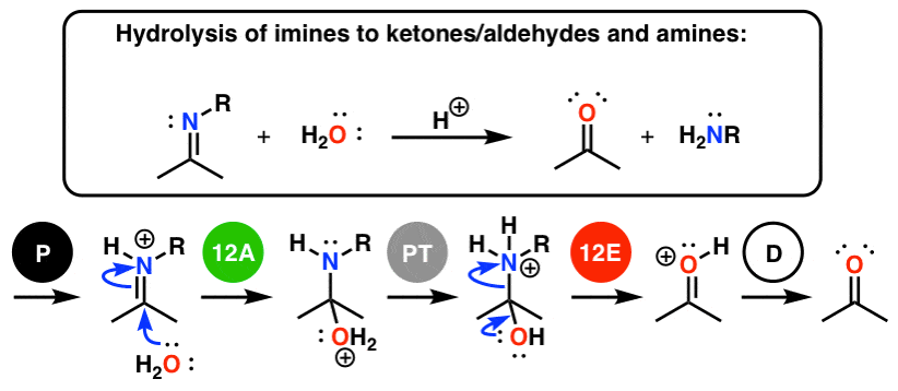 hydrolysis of imines padped mechanism broken down