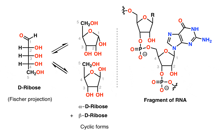 d-ribose-equilibrium-with-alpha-and-beta-cyclic-furanose-forms