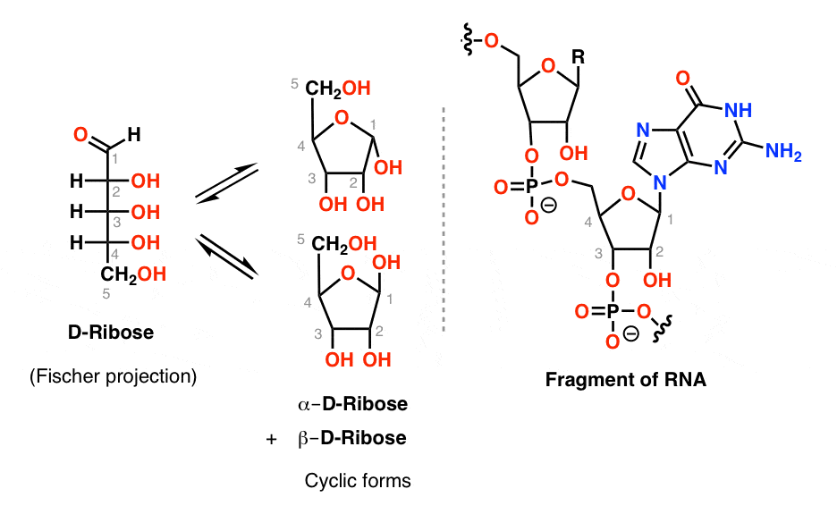 alpha l ribose